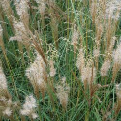 Miscanthus sinensis Starlight