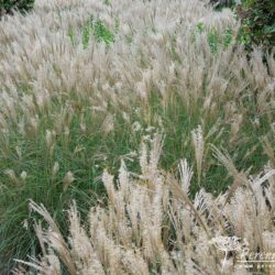 Miscanthus sinensis Starlight