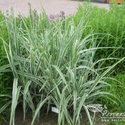 Miscanthus sinensis var. condensatus Cosmopolitan