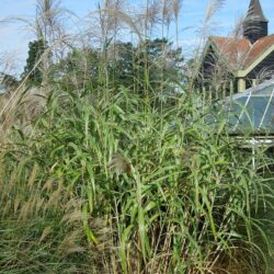 Miscanthus sinensis var. condensatus Cosmopolitan