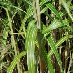 Miscanthus sinensis var. condensatus Cosmopolitan