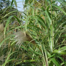 Miscanthus sinensis var. condensatus Cosmopolitan