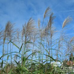 Miscanthus sinensis var. condensatus Cosmopolitan