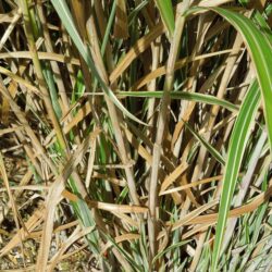 Miscanthus sinensis var. condensatus Cosmopolitan