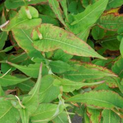 Persicaria amplexicaulis Alba