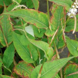 Persicaria amplexicaulis Alba