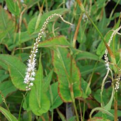 Persicaria amplexicaulis Alba