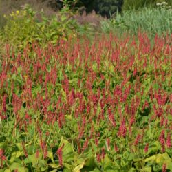 Persicaria amplexicaulis Firedance