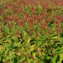 Persicaria amplexicaulis Firedance