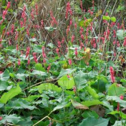 Persicaria amplexicaulis Firedance