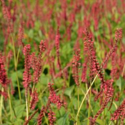 Persicaria amplexicaulis Firedance