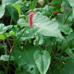 Persicaria amplexicaulis Firedance