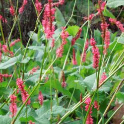 Persicaria amplexicaulis Firedance