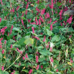 Persicaria amplexicaulis Taurus