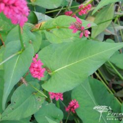 Persicaria amplexicaulis Taurus