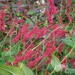 Persicaria amplexicaulis Taurus