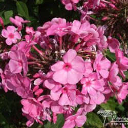 Phlox paniculata Little Princess