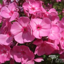 Phlox paniculata Little Princess