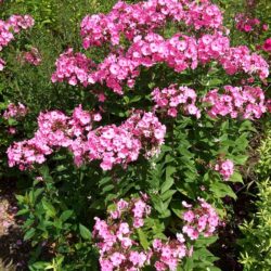 Phlox paniculata Little Princess