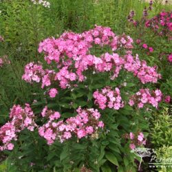 Phlox paniculata Little Princess