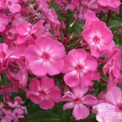 Phlox paniculata Little Princess