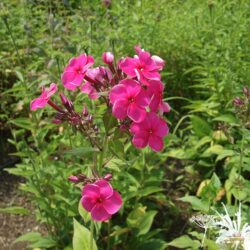 Phlox paniculata Werner I