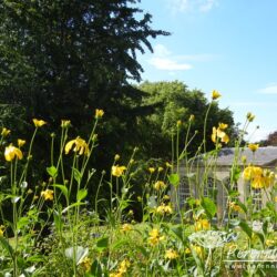 Rudbeckia laciniata Herbstsonne