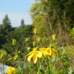 Rudbeckia laciniata Herbstsonne