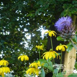 Rudbeckia laciniata Herbstsonne