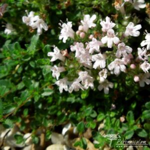 Thymus serpyllum Pink Chintz