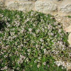 Thymus serpyllum Pink Chintz