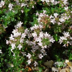 Thymus serpyllum Pink Chintz