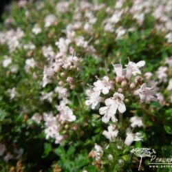 Thymus serpyllum Pink Chintz