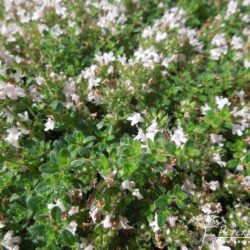 Thymus serpyllum Pink Chintz