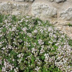 Thymus serpyllum Pink Chintz