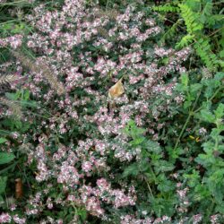 Aster lateriflorus var. horizontalis