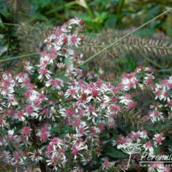 Aster lateriflorus var. horizontalis