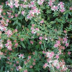 Aster lateriflorus var. horizontalis