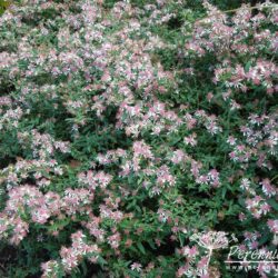 Aster lateriflorus var. horizontalis