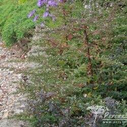 Aster lateriflorus var. horizontalis