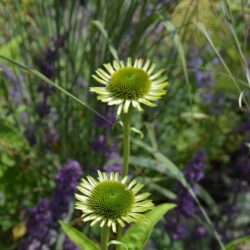 Echinacea Green Jewel