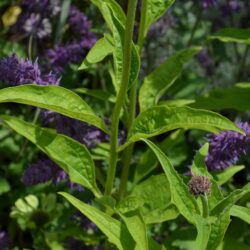 Echinacea Green Jewel