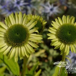 Echinacea Green Jewel