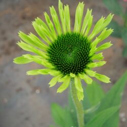 Echinacea purpurea Green Jewel