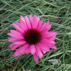 Echinacea purpurea Primadonna Deep Rose