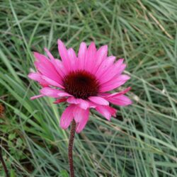 Echinacea purpurea Primadonna Deep Rose