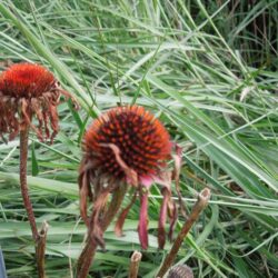 Echinacea purpurea Primadonna Deep Rose