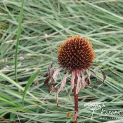 Echinacea purpurea Primadonna Deep Rose