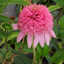 Echinacea purpurea Razzmatazz