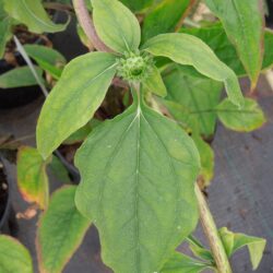 Echinacea purpurea Razzmatazz